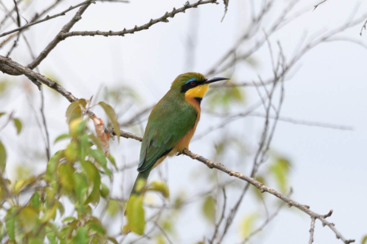 Little Bee-eater - Pradeep Choudhary