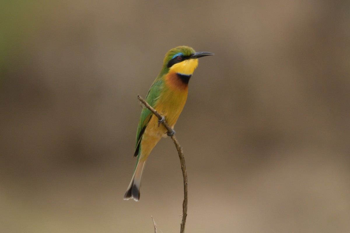 Little Bee-eater - ML618479857