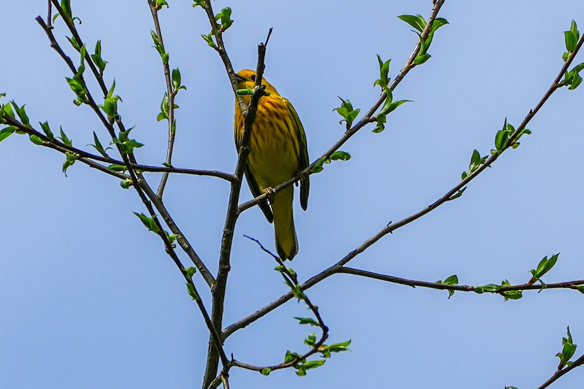 Yellow Warbler - ML618479896