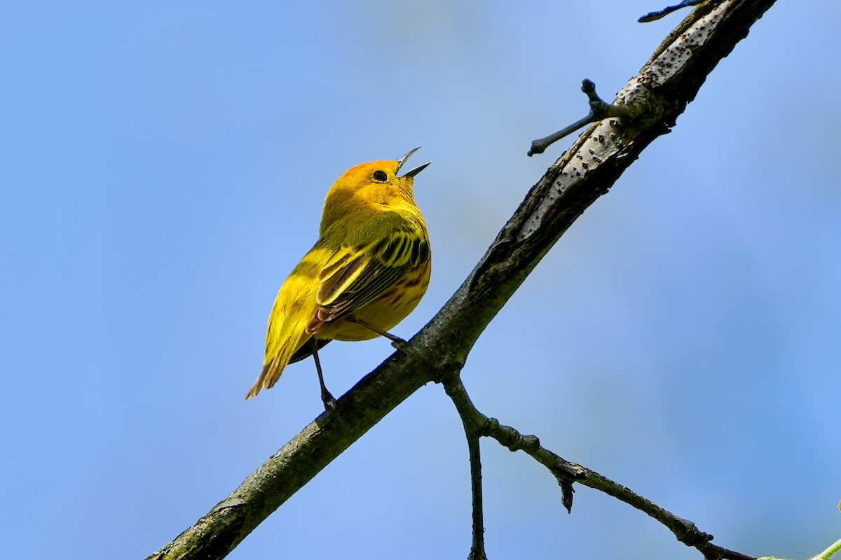 Yellow Warbler - ML618479898
