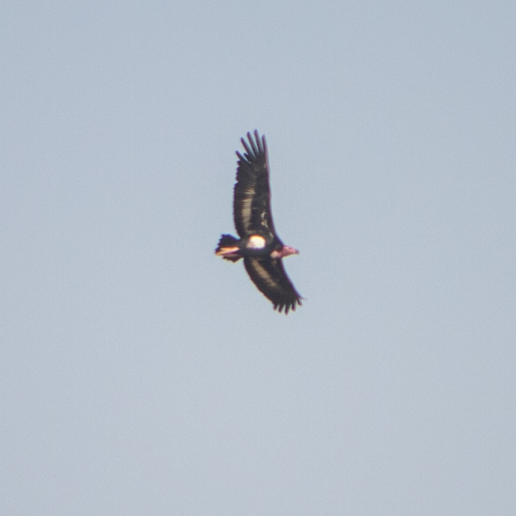 Red-headed Vulture - ML618479899