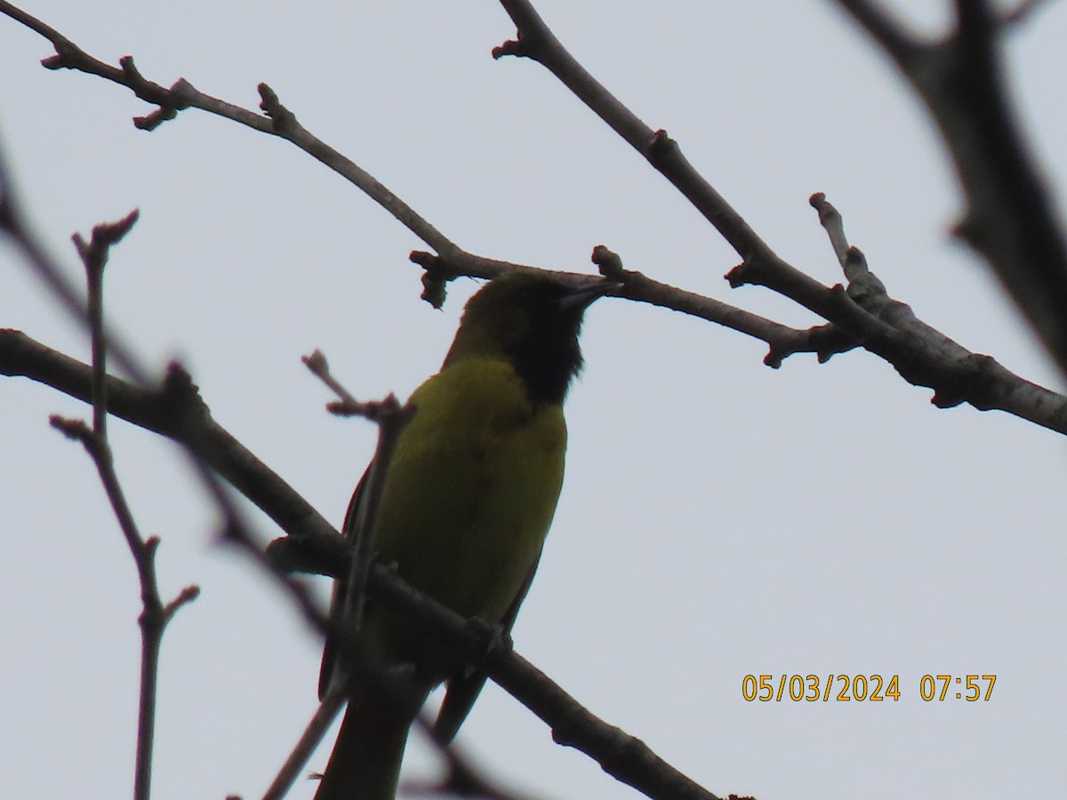 Orchard Oriole - ML618480032