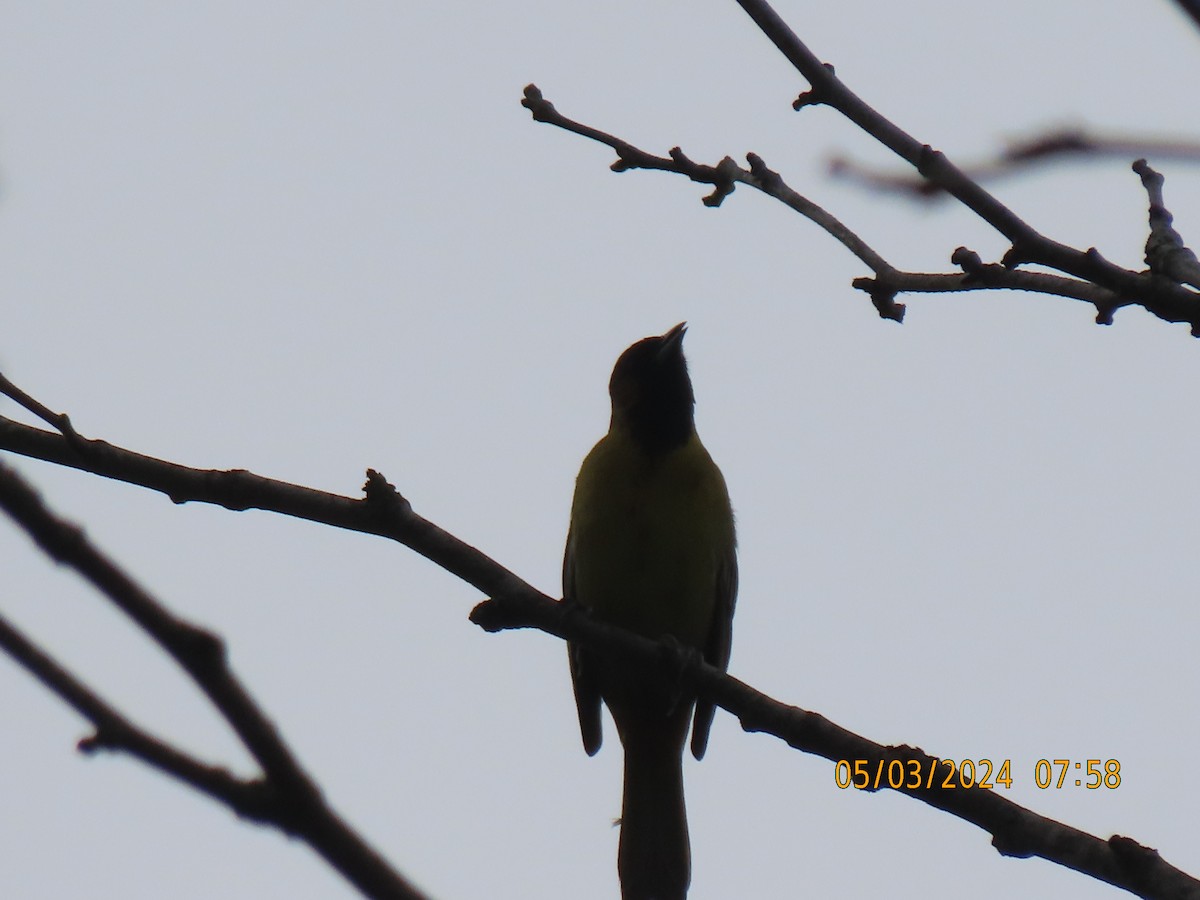 Orchard Oriole - ML618480033