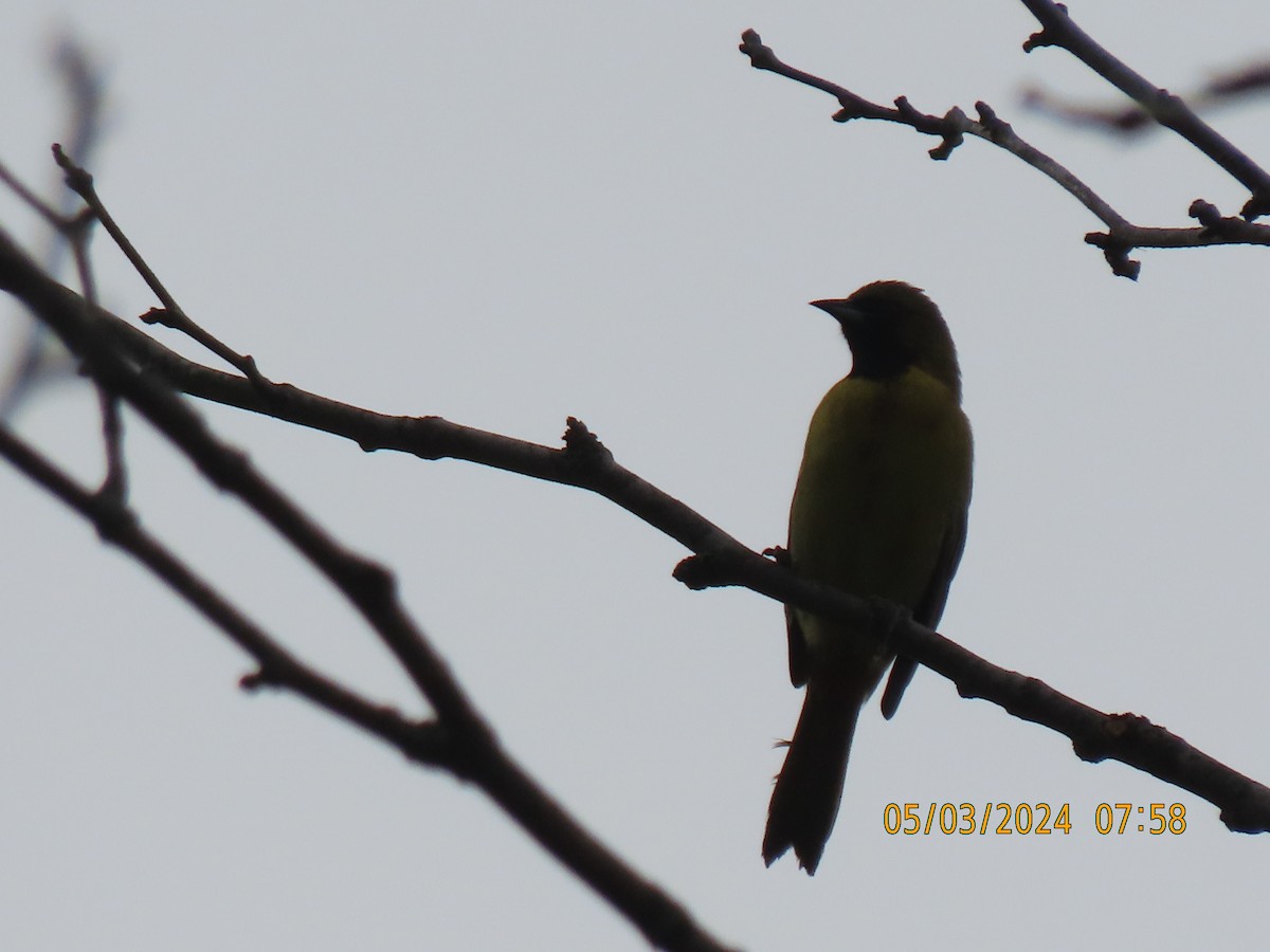Orchard Oriole - ML618480034