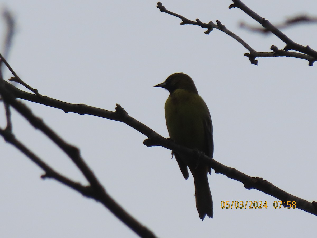 Orchard Oriole - ML618480035
