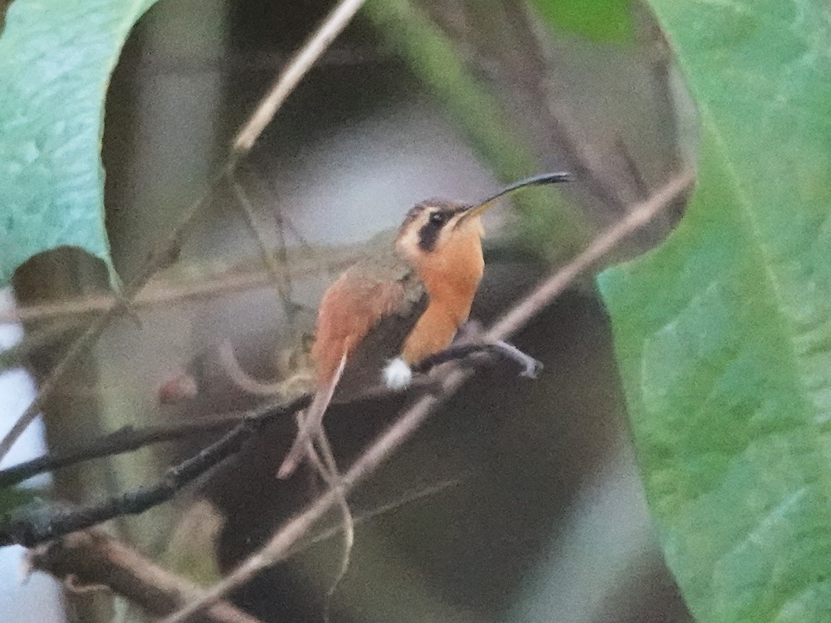 kolibřík malý - ML618480048