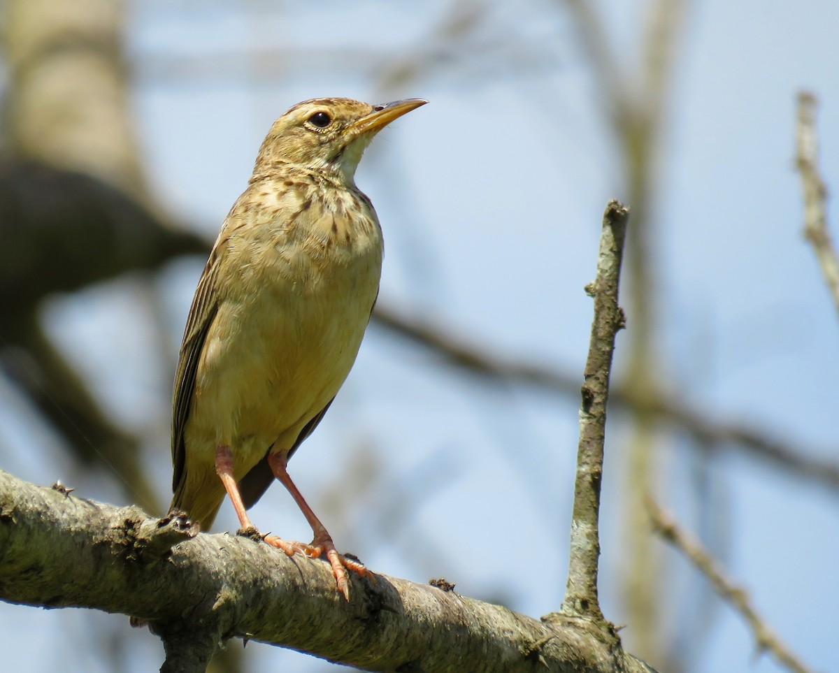 African Pipit - ML618480105