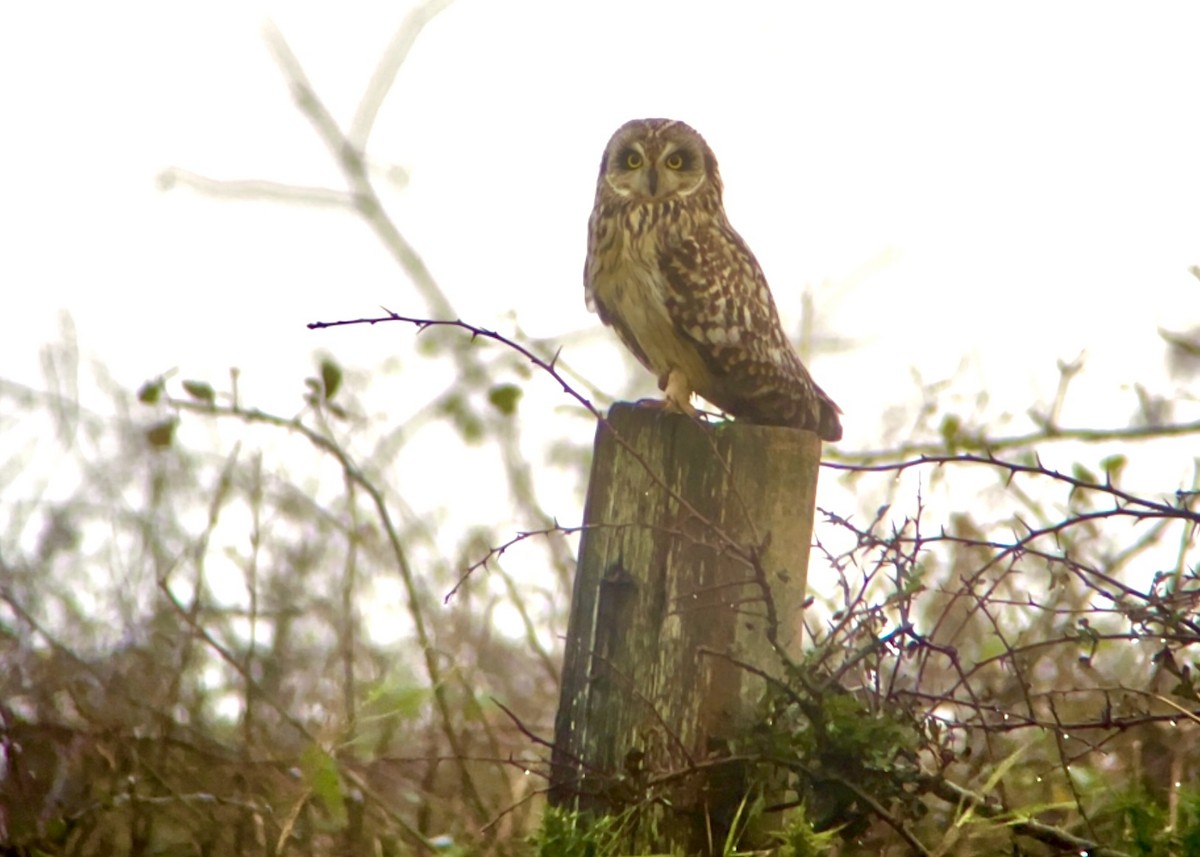 Short-eared Owl (Northern) - ML618480111
