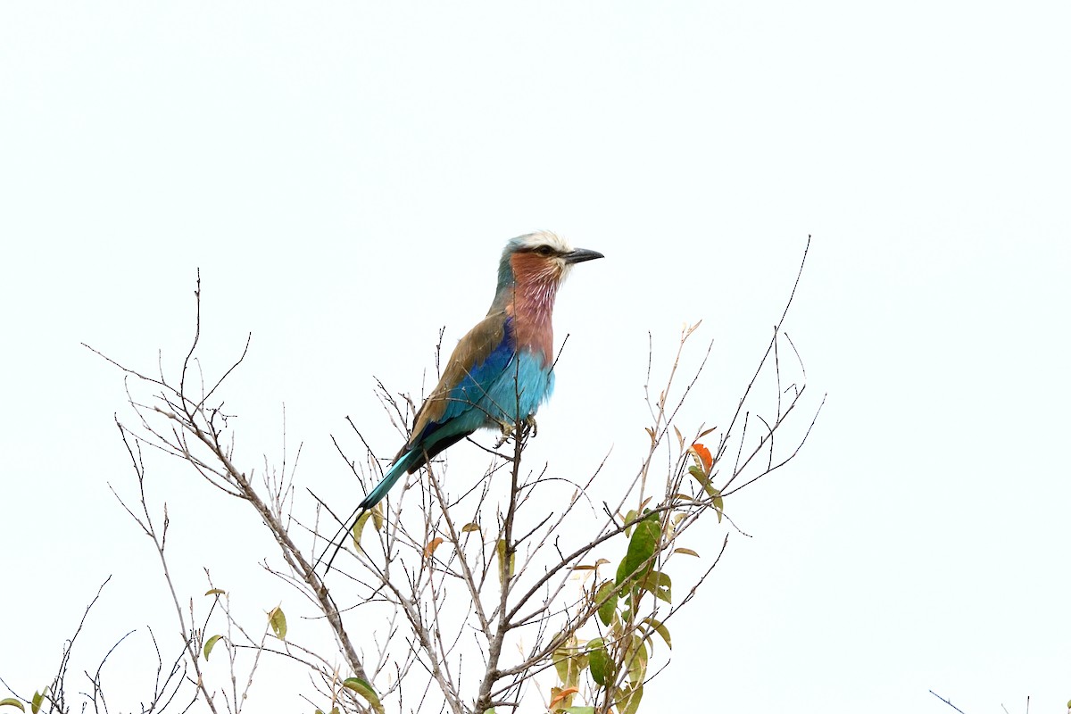 Lilac-breasted Roller - ML618480114