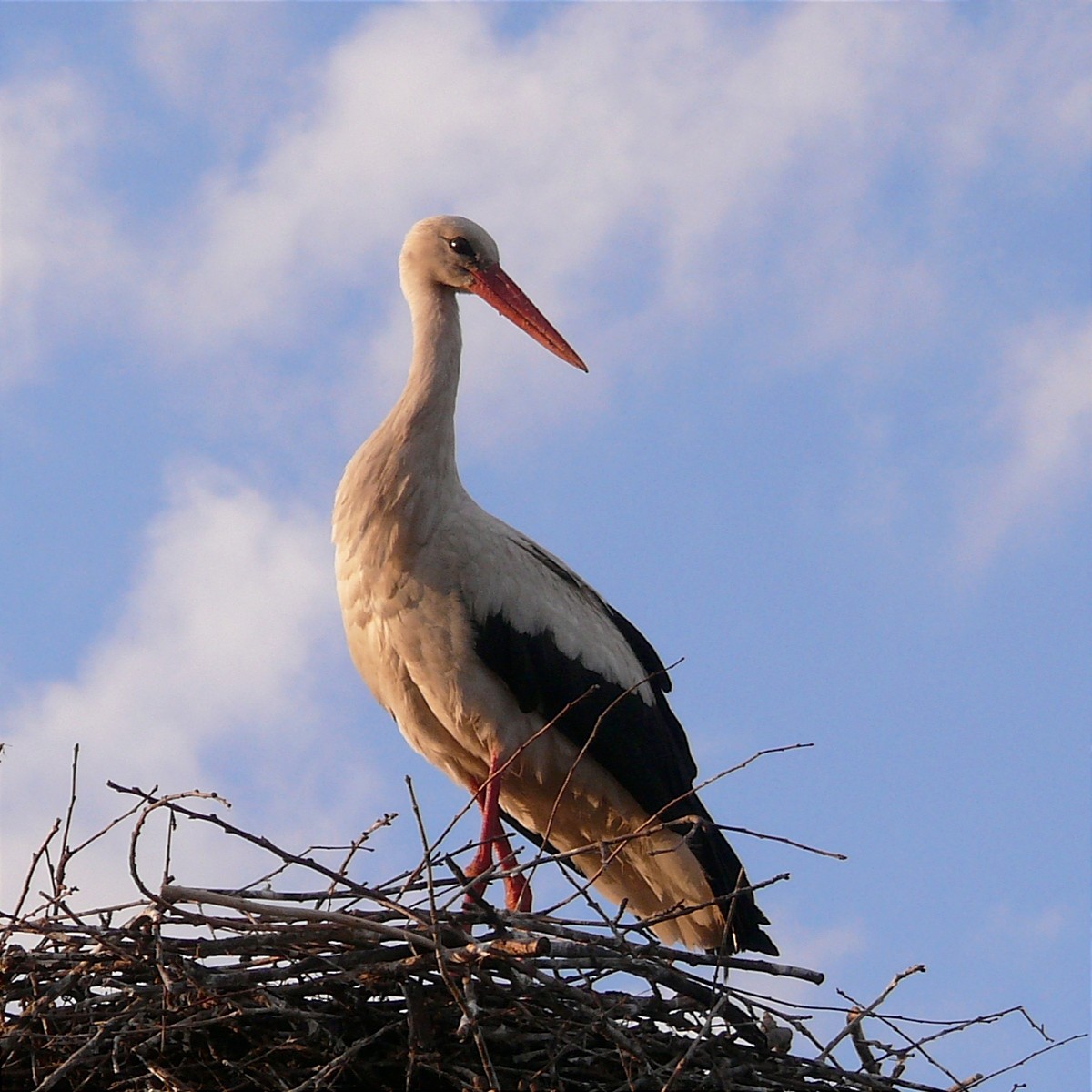 White Stork - ML618480129