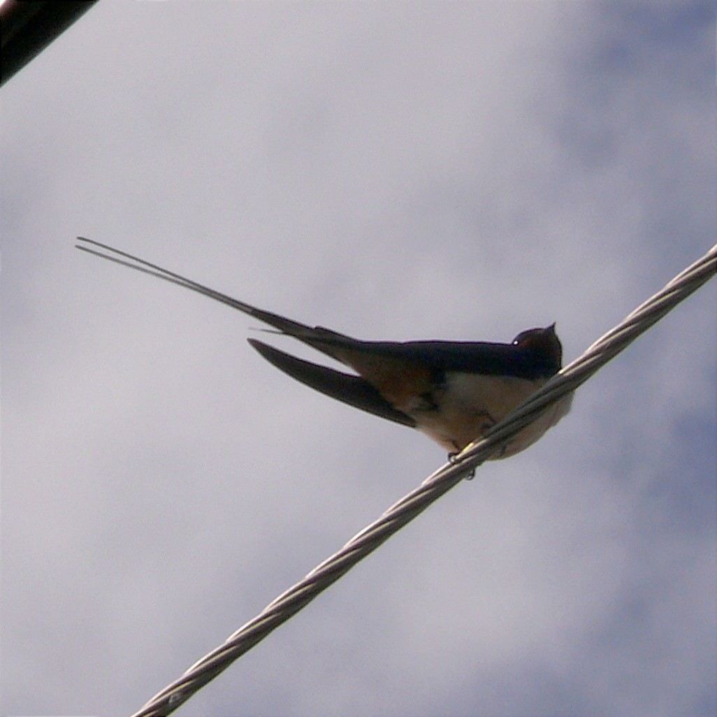 Barn Swallow - ML618480136