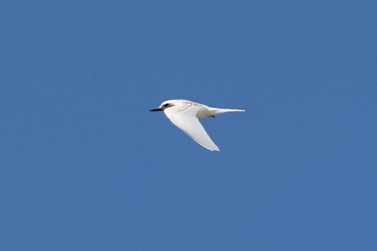 White Tern - ML618480147