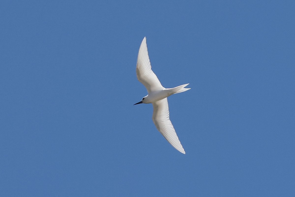 White Tern - Alan Bedford-Shaw