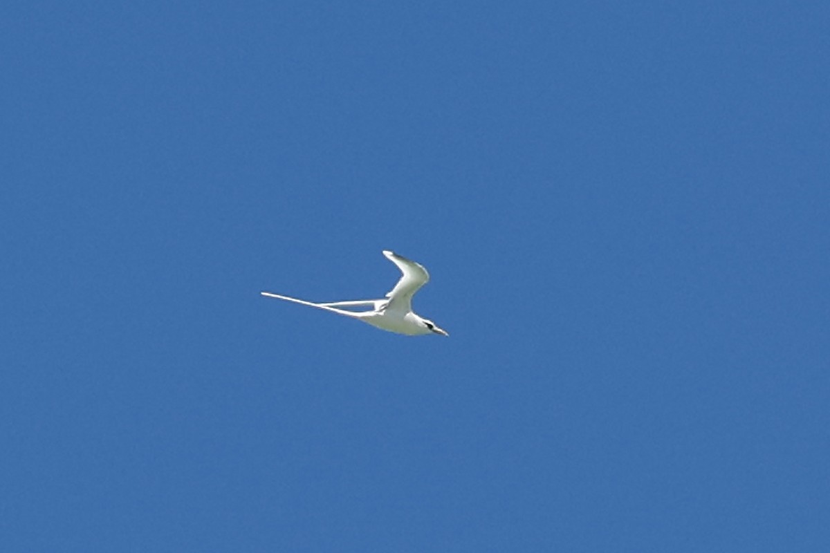 White-tailed Tropicbird - ML618480152