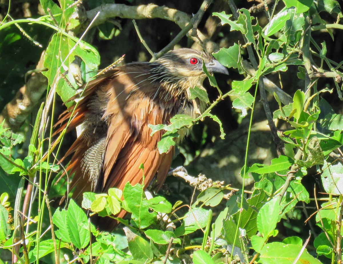 White-browed Coucal - ML618480168