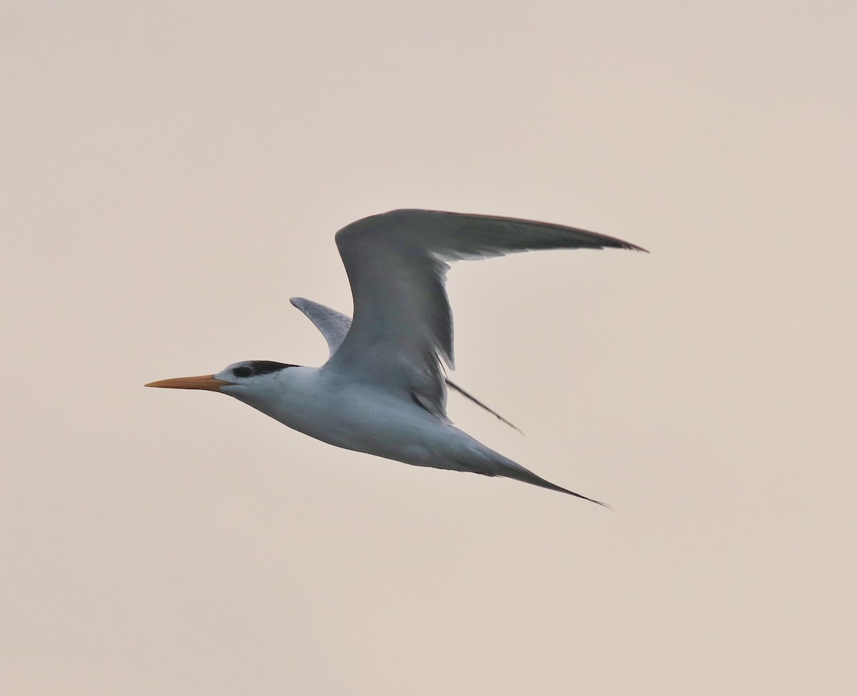 Lesser Crested Tern - ML618480186
