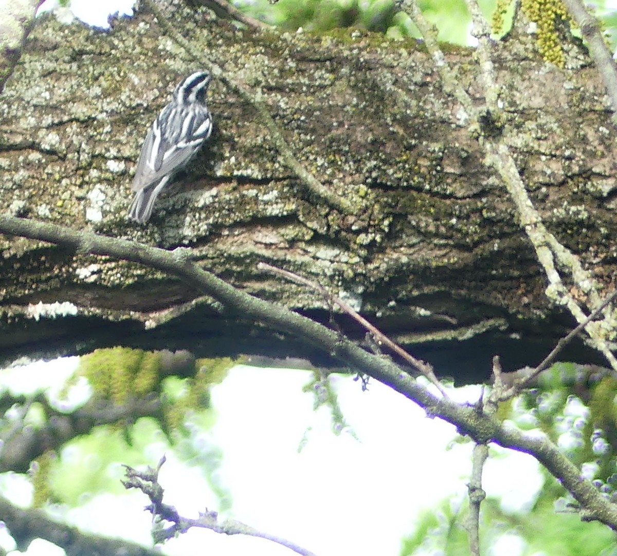 Black-and-white Warbler - ML618480196