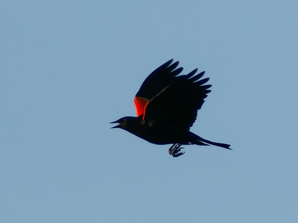 Red-winged Blackbird - ML618480197