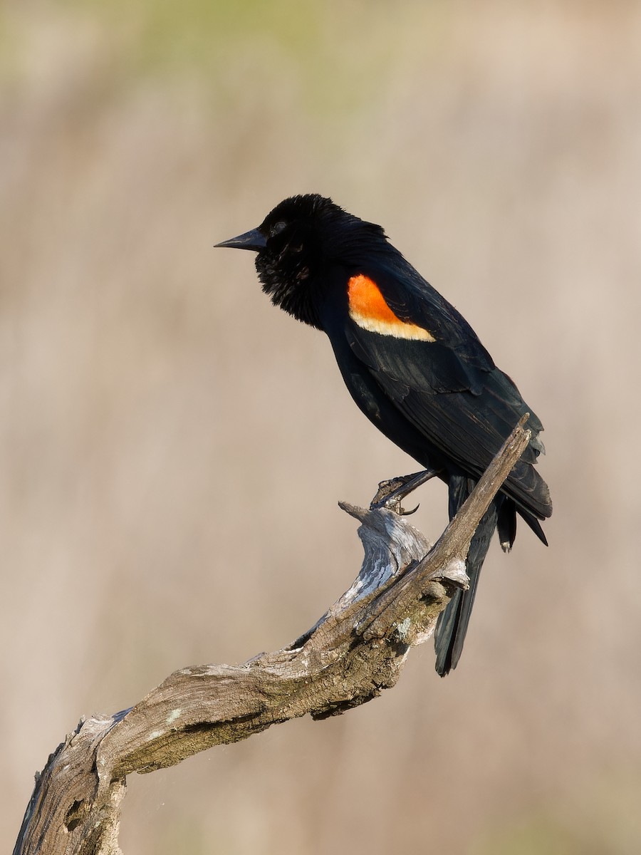 Red-winged Blackbird - ML618480198