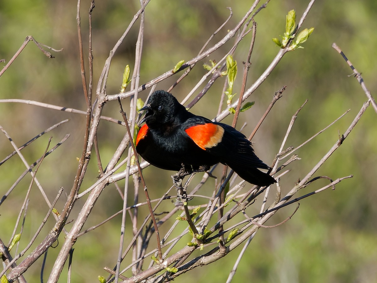 Red-winged Blackbird - ML618480199