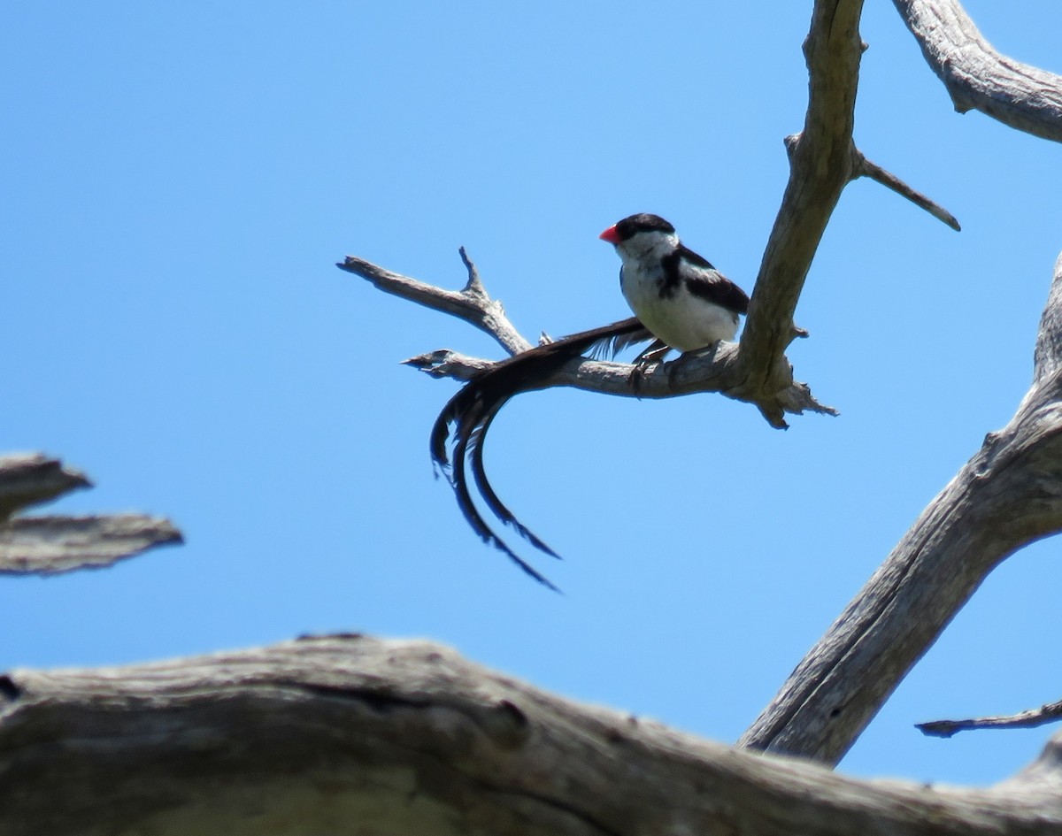 Pin-tailed Whydah - ML618480218