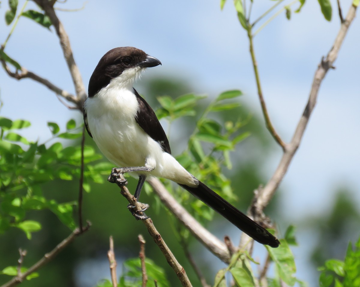 Long-tailed Fiscal - ML618480228
