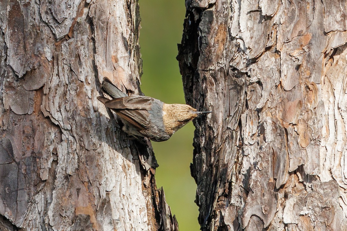 Brown-headed Nuthatch - ML618480233