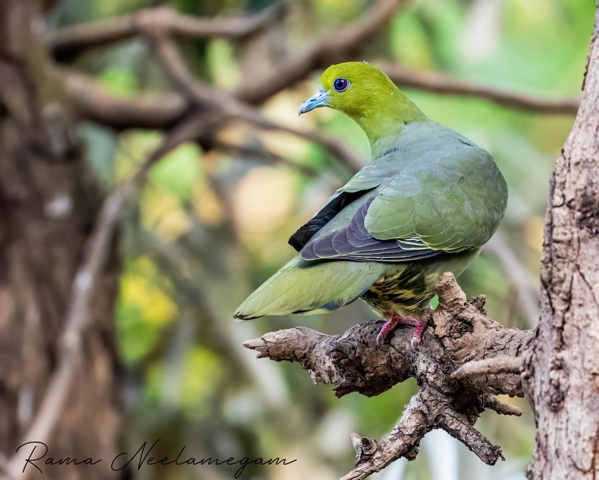 Wedge-tailed Green-Pigeon - ML618480244