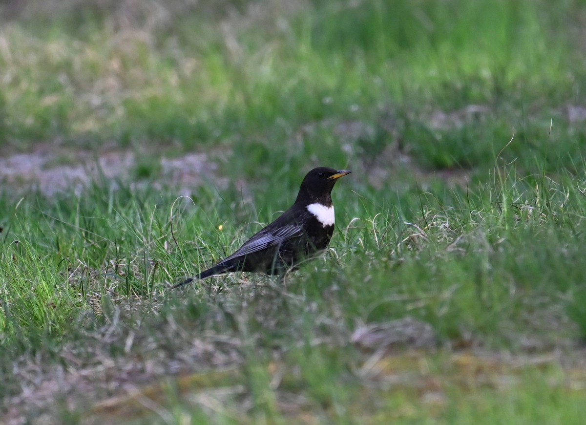 Ring Ouzel (Northern) - ML618480249