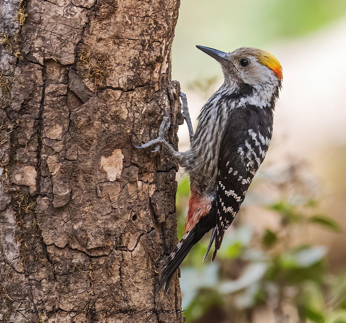 Brown-fronted Woodpecker - Rama Neelamegam