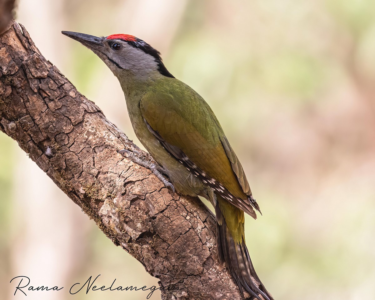 Gray-headed Woodpecker - ML618480260
