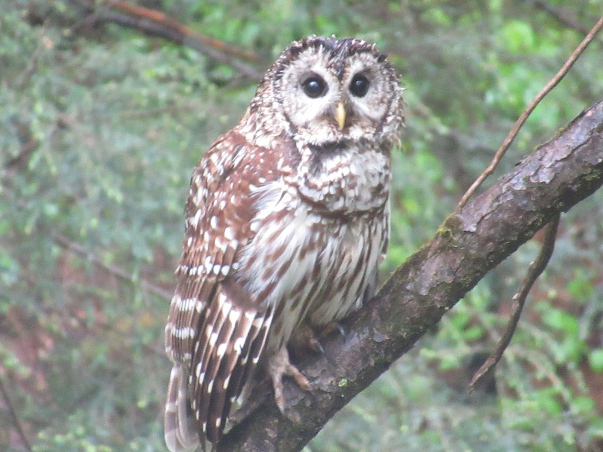 Barred Owl - ML618480261