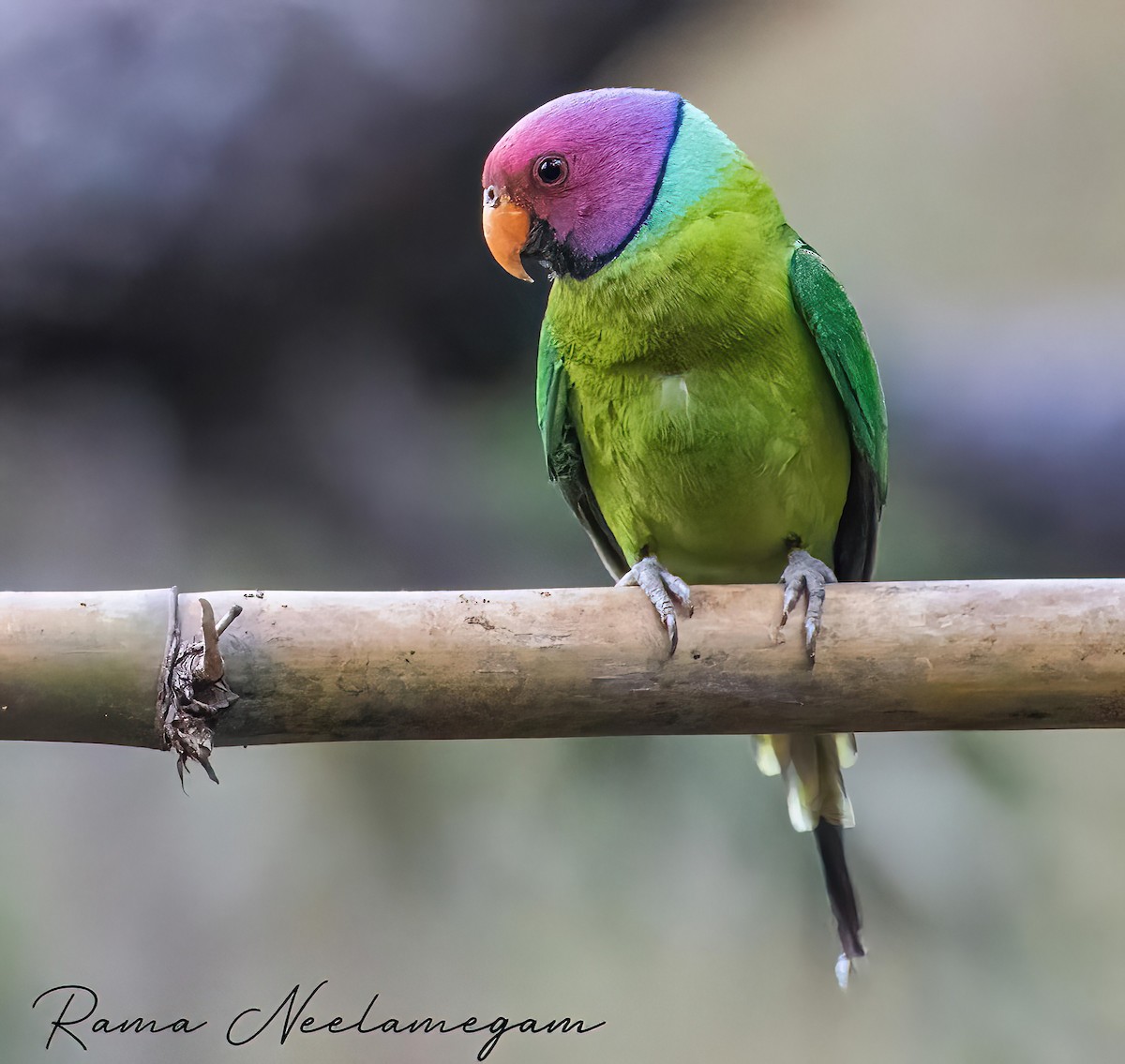 Plum-headed Parakeet - Rama Neelamegam