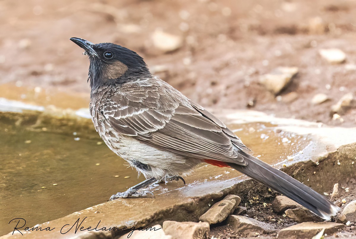 Red-vented Bulbul - ML618480321