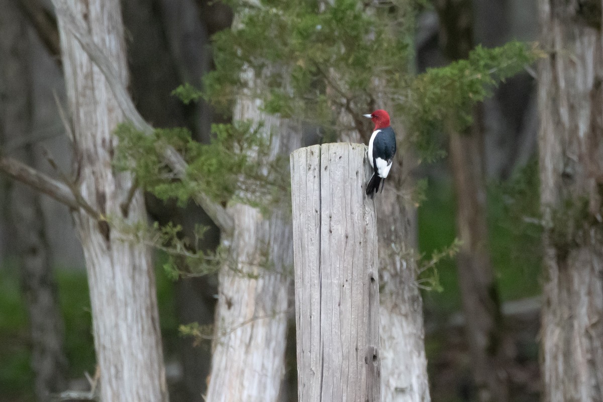 Red-headed Woodpecker - ML618480324