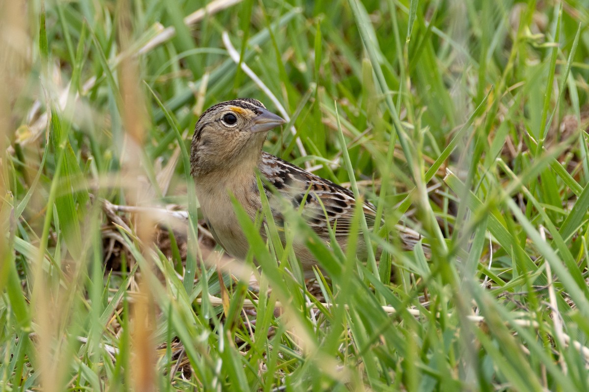 Grasshopper Sparrow - ML618480332