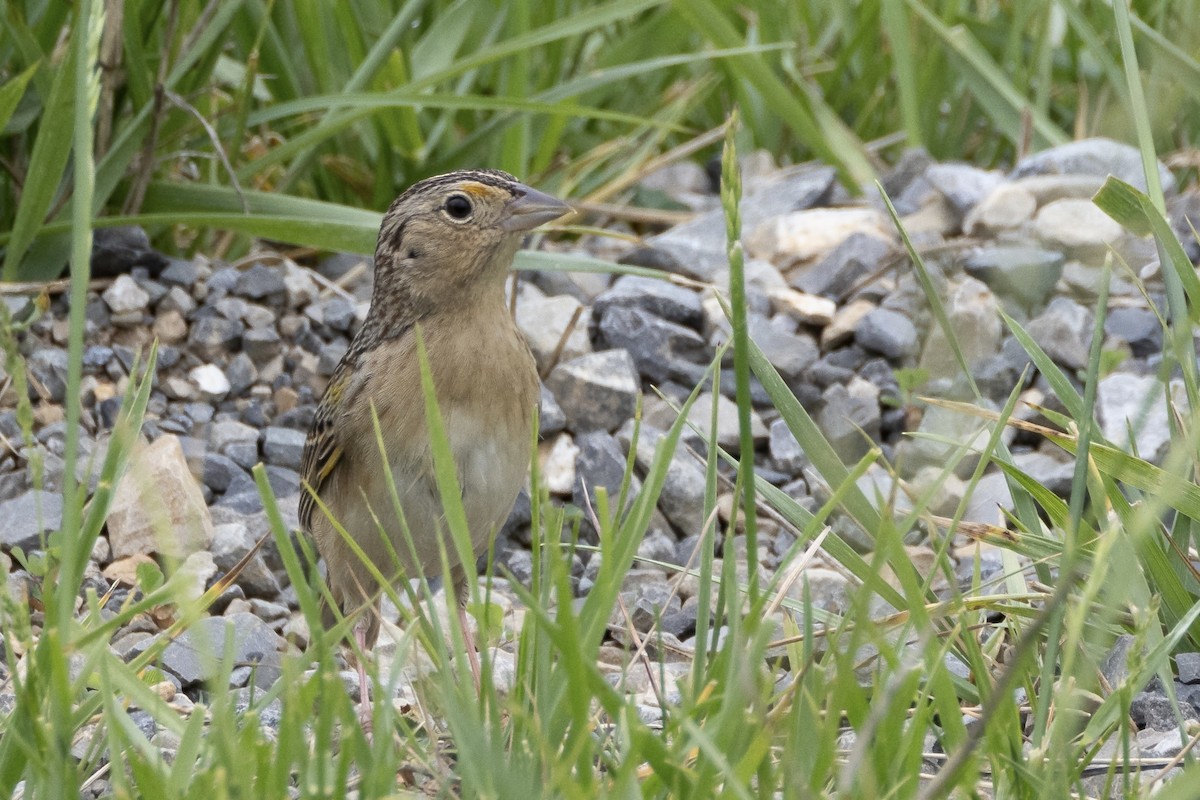 Grasshopper Sparrow - ML618480333