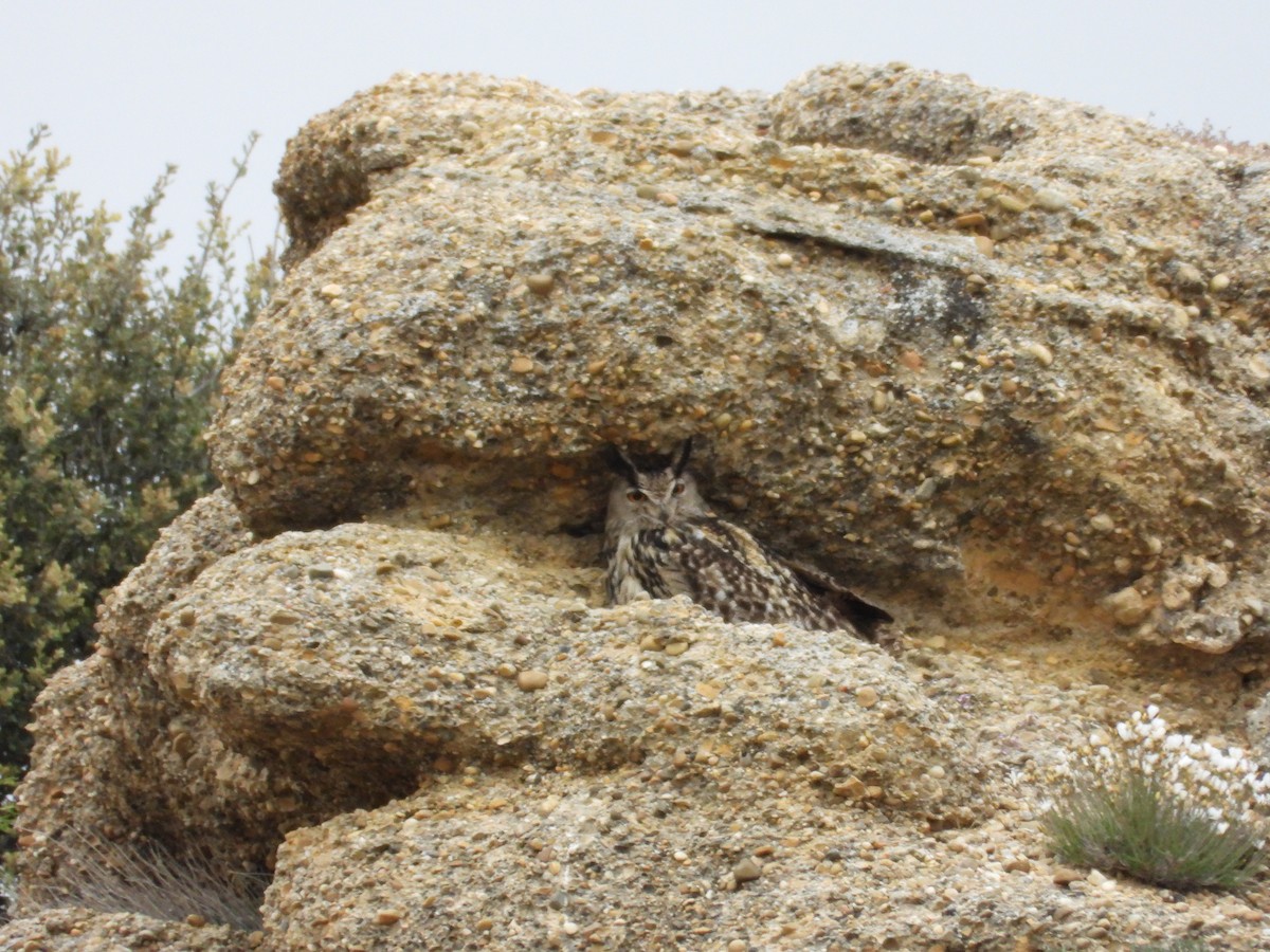 Eurasian Eagle-Owl - Roberto Calleja Sanz