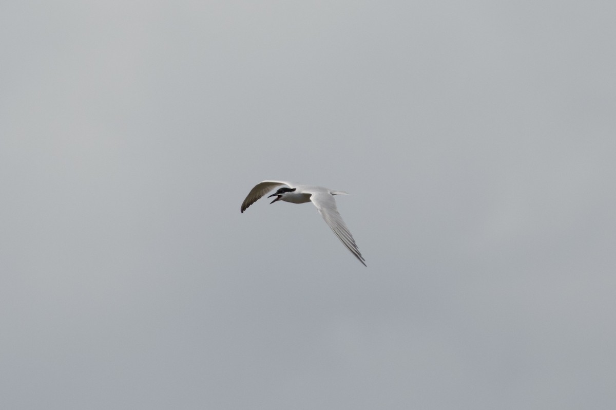 Gull-billed Tern - Tyler Sharer