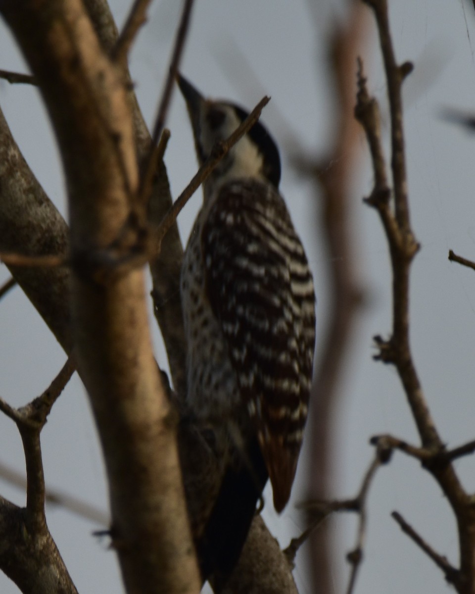 Ladder-backed Woodpecker - James Sooy