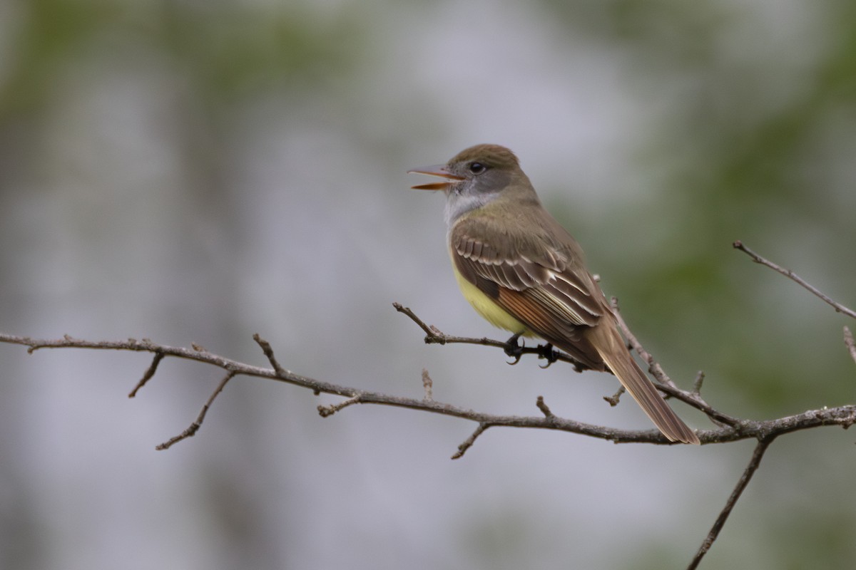 Great Crested Flycatcher - ML618480386