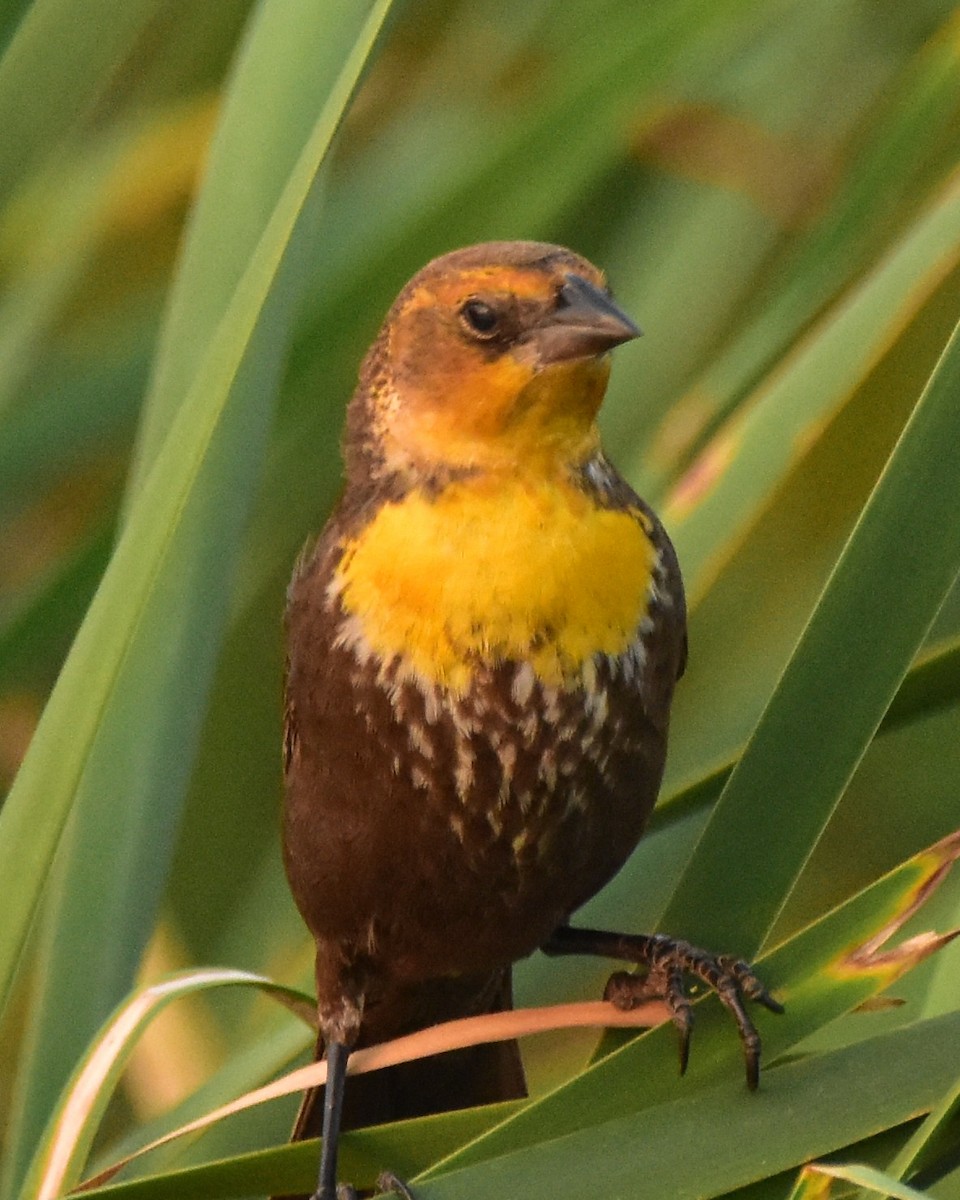 Yellow-headed Blackbird - ML618480395