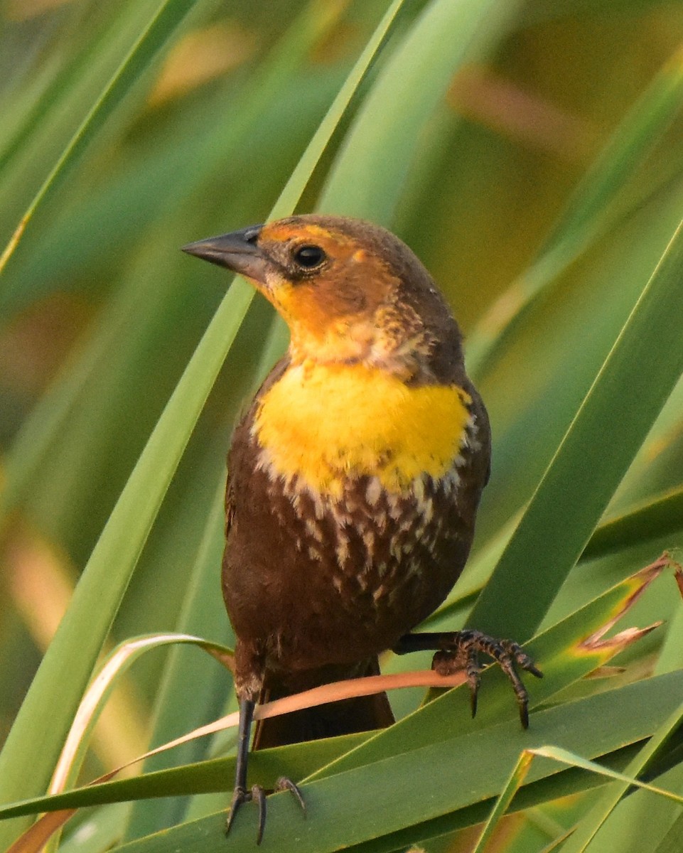Yellow-headed Blackbird - James Sooy