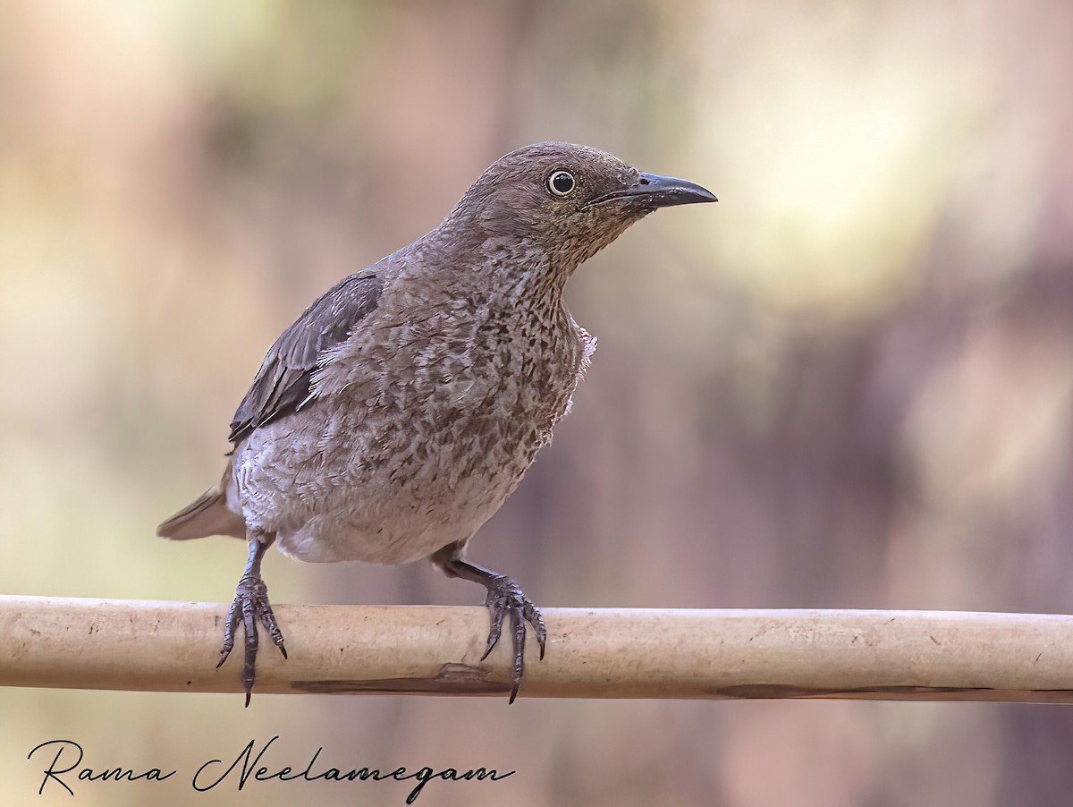 Spot-winged Starling - Rama Neelamegam