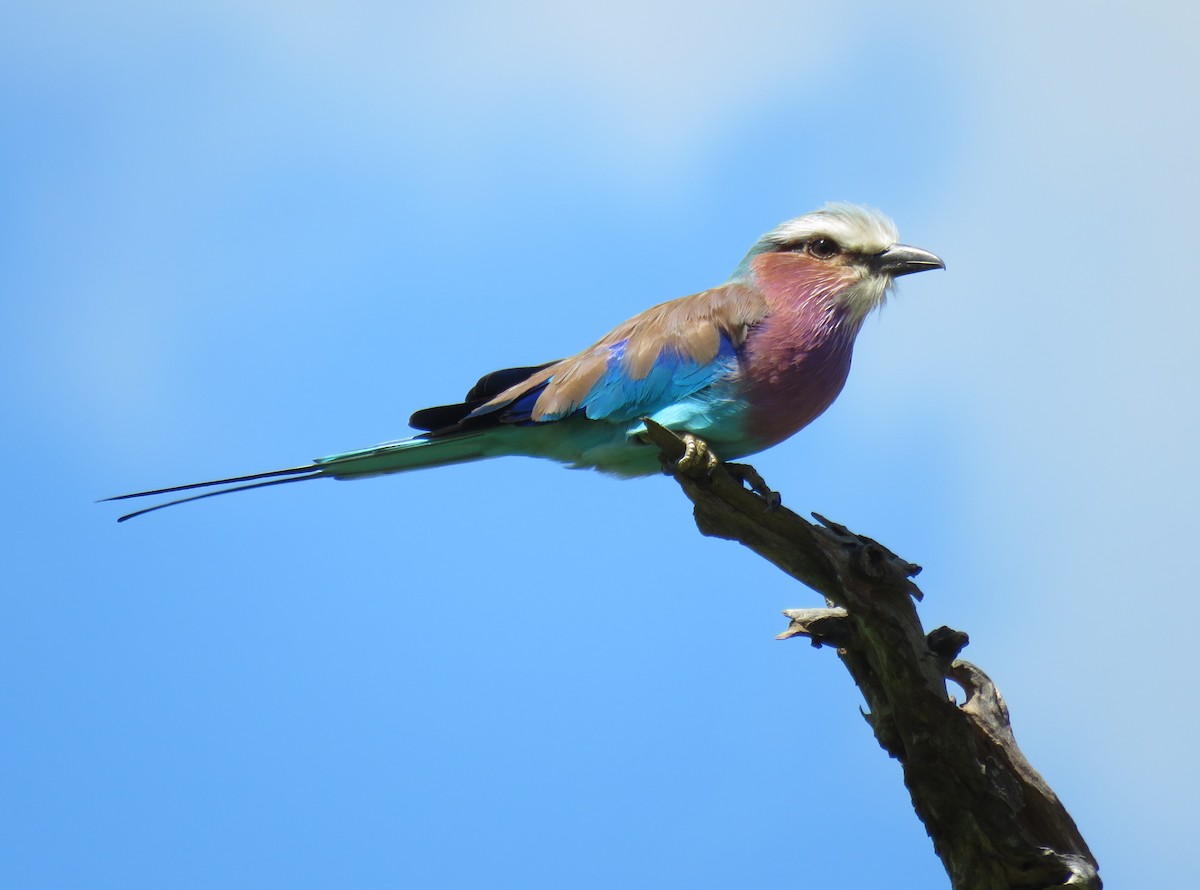 Lilac-breasted Roller - ML618480431