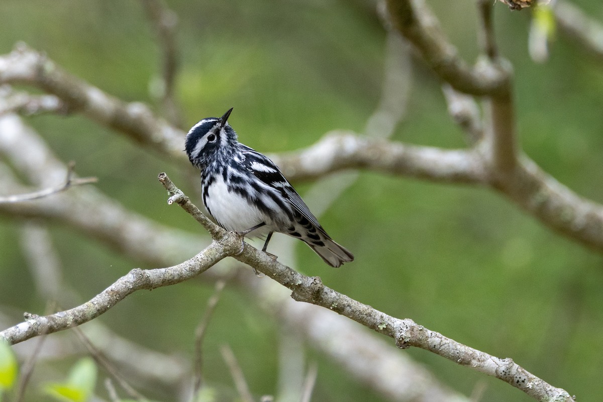Black-and-white Warbler - ML618480442