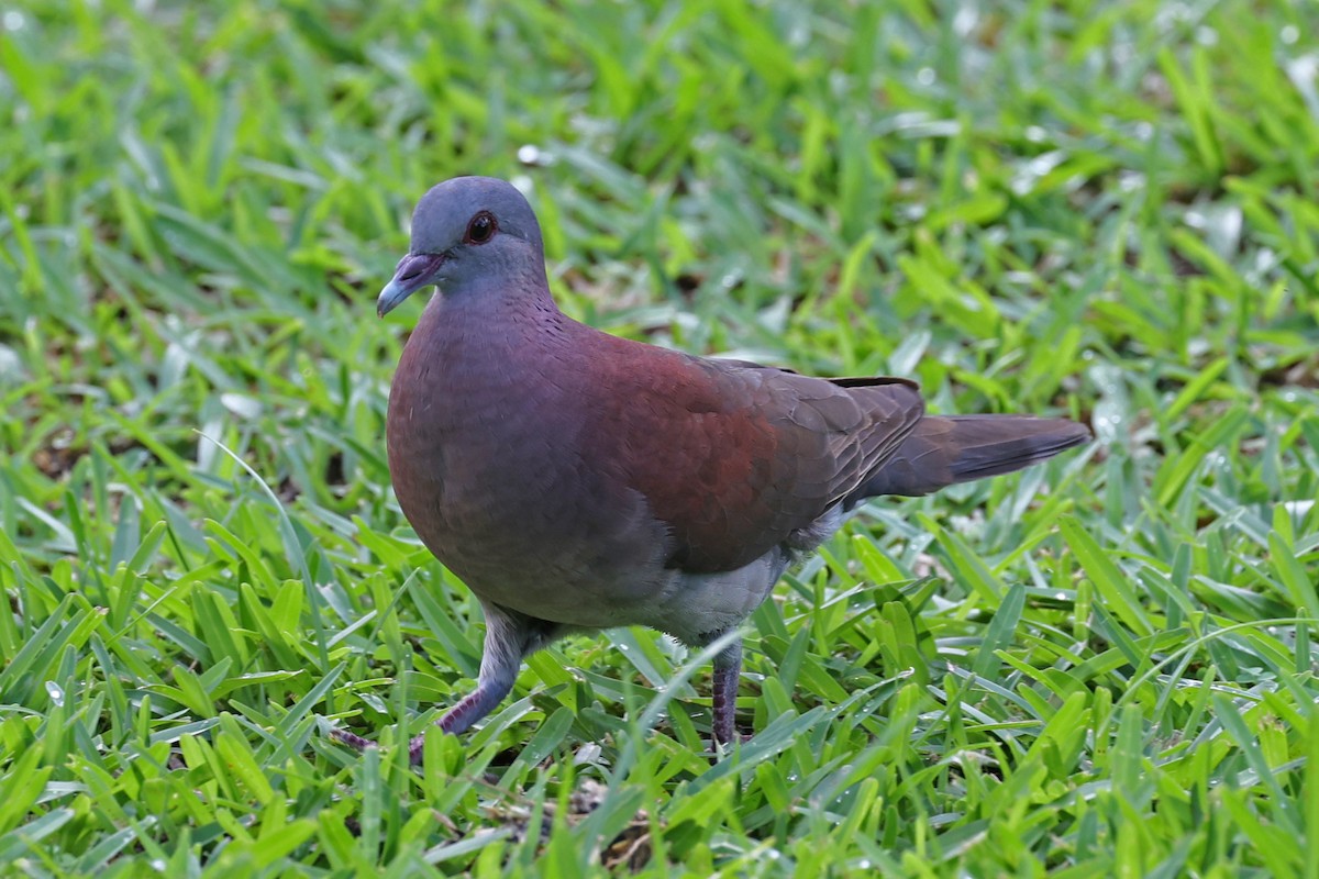 Pigeon de Madagascar - ML618480470