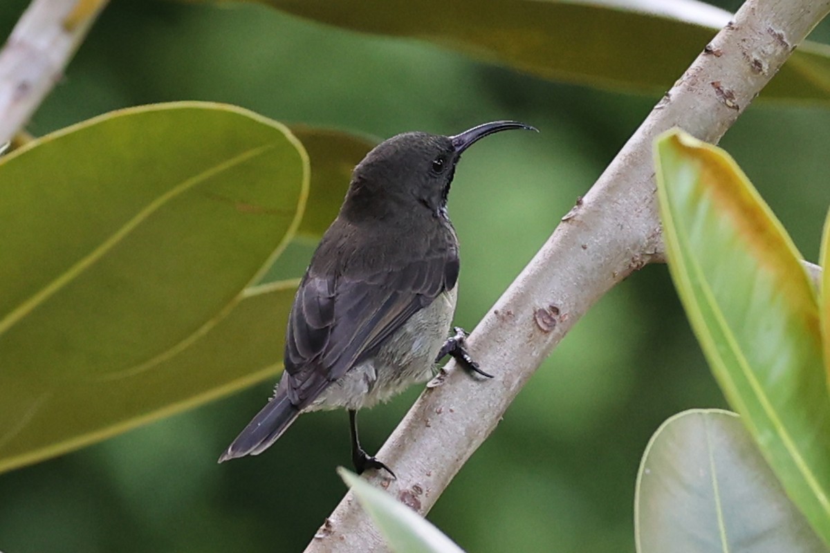 Seychelles Sunbird - ML618480490