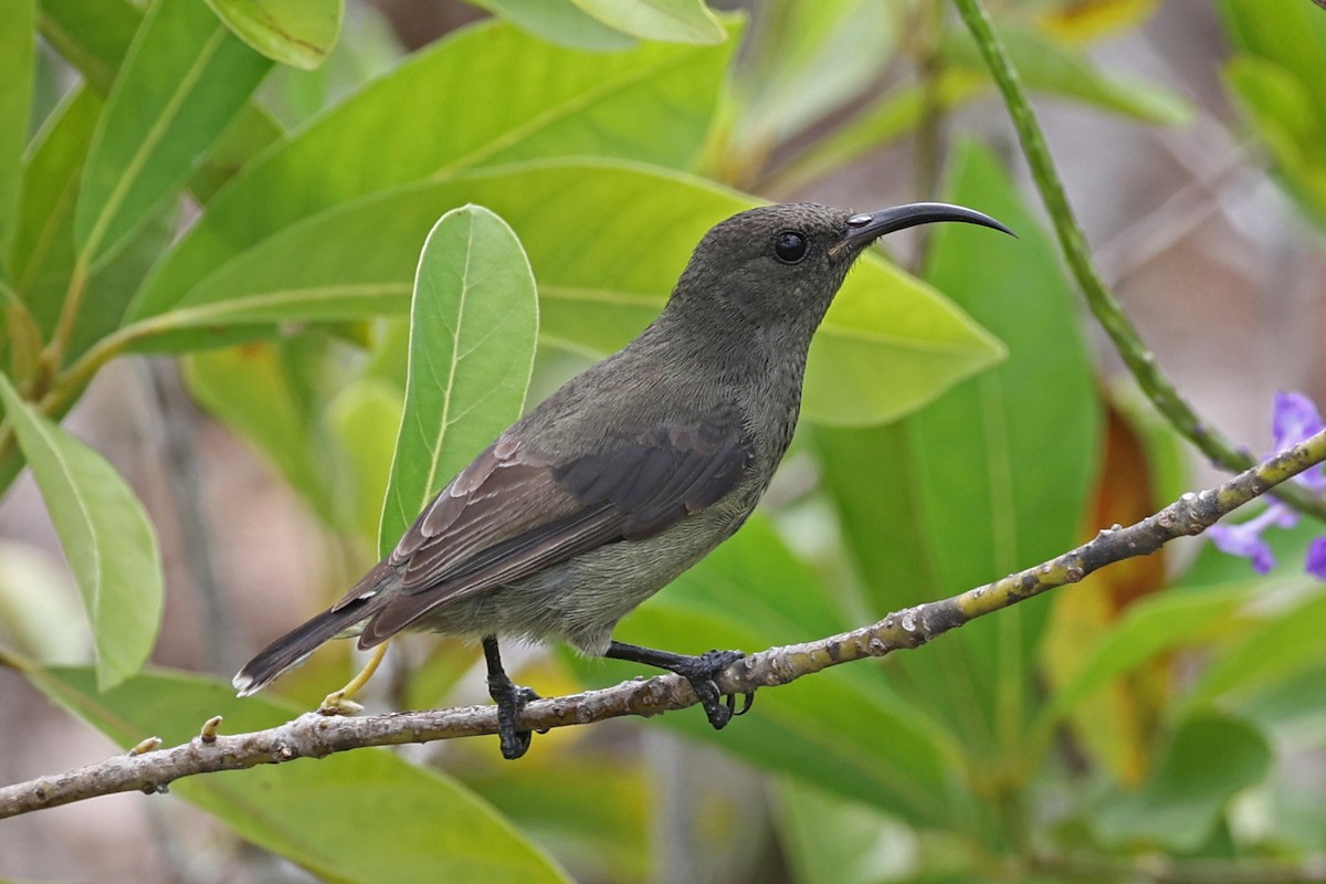 Seychelles Sunbird - ML618480491