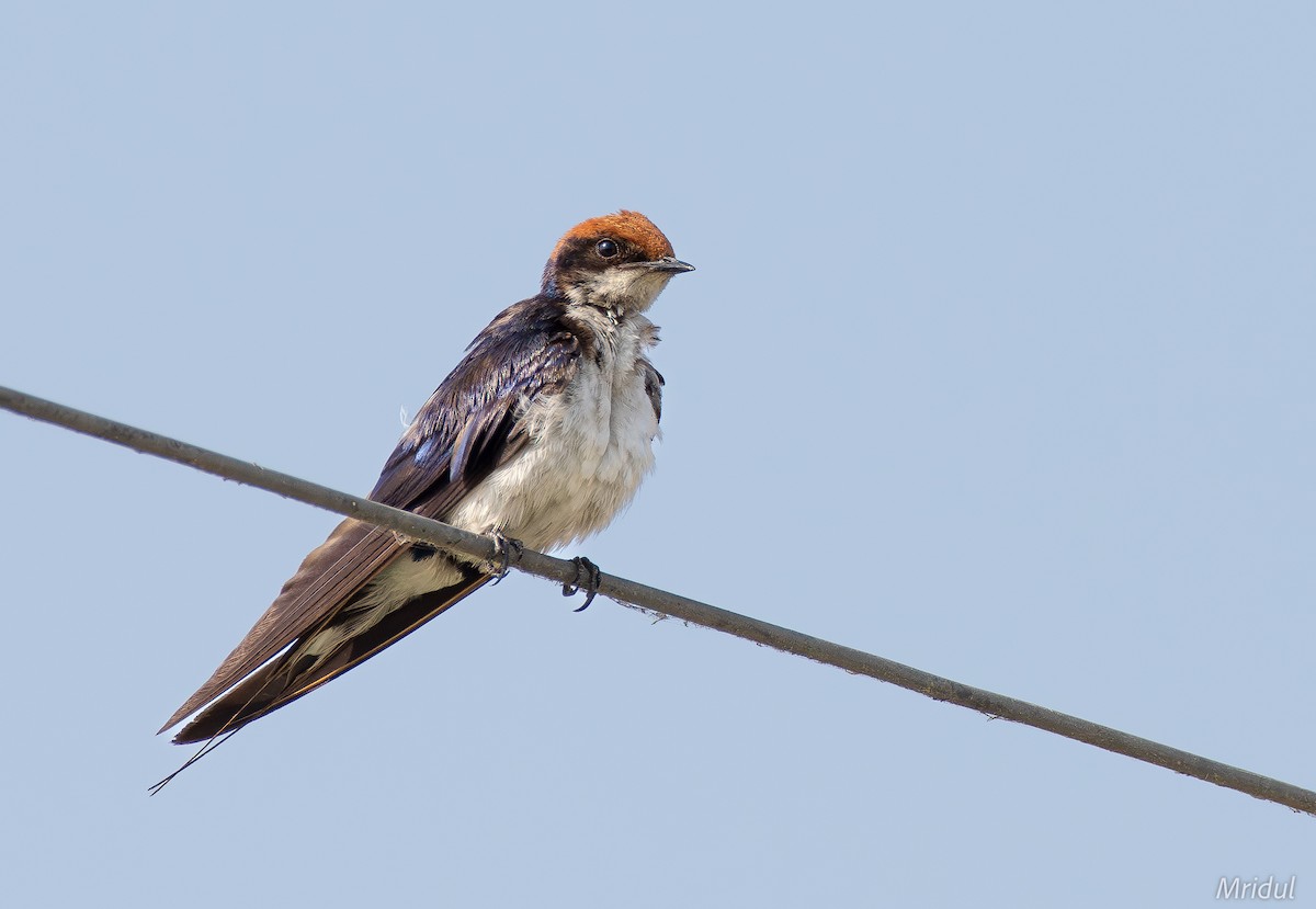 Wire-tailed Swallow - ML618480498
